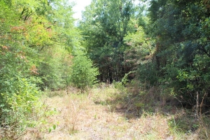 10 Acres, 100% Wooded Large Hardwood Timber, All Utilities