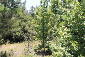 11.49 Acres, Perfect Location for a Homesite, Secluded, All Utilities