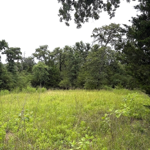 19.44 Acres, 100% Wooded, Lots of Deer &amp; Hogs