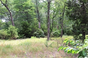 10 Acres, All Woods, Fenced, HWY 7 Road Frontage