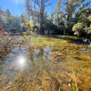 Sportsman’s Paradise: 280.67 Acres of Prime Hunting &amp; Recreation Land